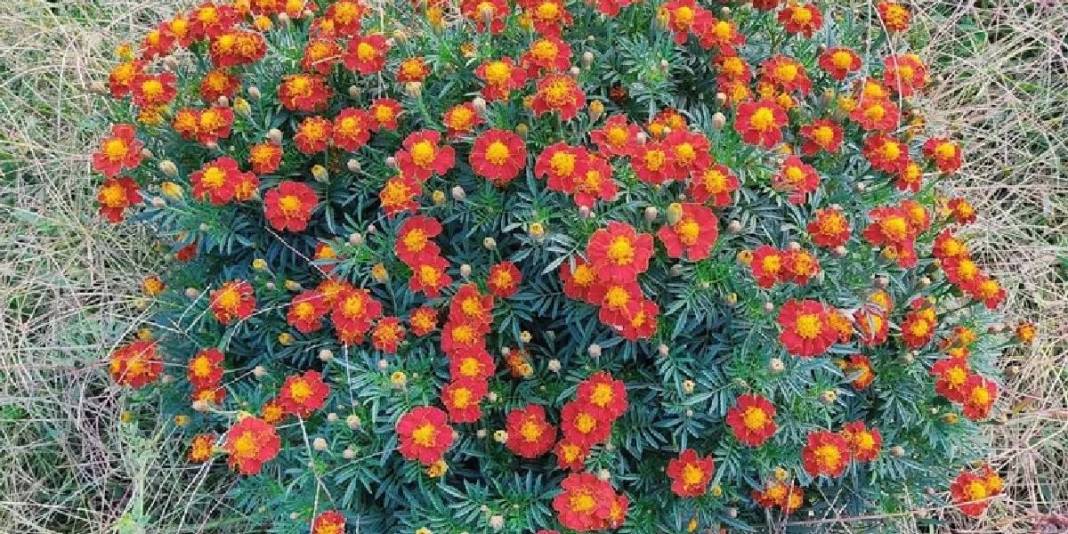 Hem güzel kokar hem de sivrisinekleri kovar! Yaz bahçelerinin gizli kahramanı: Haziran gelmeden mutlaka ekin 2